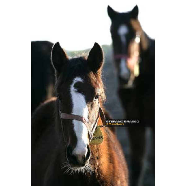 yearlings in the paddocks of Biasuzzi Stud Colloredo di Monte Albano (Ud), 24th jan. 2008 ph. Stefano Grasso