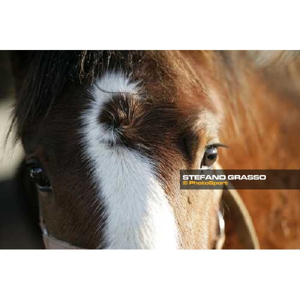 yearlings in the paddocks of Biasuzzi Stud Colloredo di Monte Albano (Ud), 24th jan. 2008 ph. Stefano Grasso