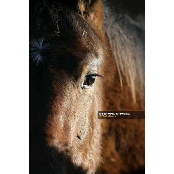 yearlings in the paddocks of Biasuzzi Stud Colloredo di Monte Albano (Ud), 24th jan. 2008 ph. Stefano Grasso