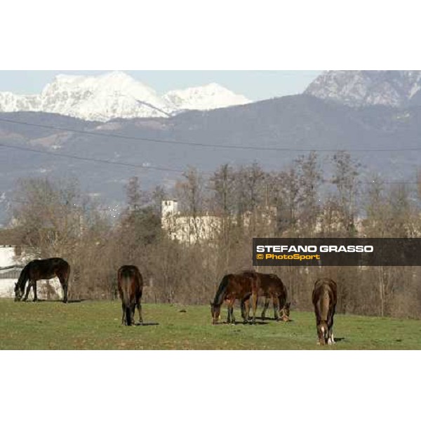 yearlings in the paddocks of Biasuzzi Stud Colloredo di Monte Albano (Ud), 24th jan. 2008 ph. Stefano Grasso