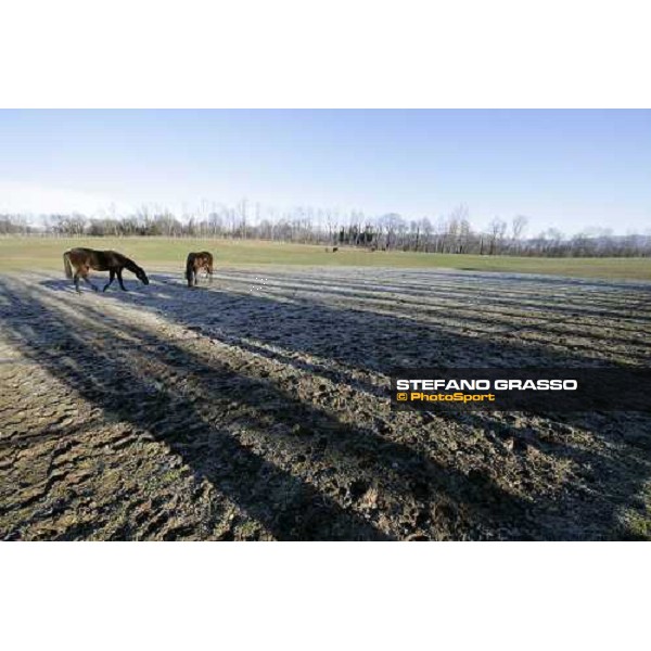 yearlings in the paddocks of Biasuzzi Stud Colloredo di Monte Albano (Ud), 24th jan. 2008 ph. Stefano Grasso