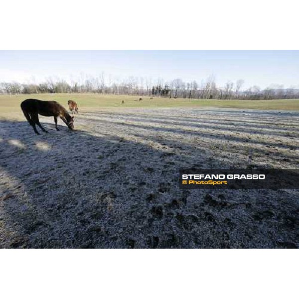 yearlings in the paddocks of Biasuzzi Stud Colloredo di Monte Albano (Ud), 24th jan. 2008 ph. Stefano Grasso