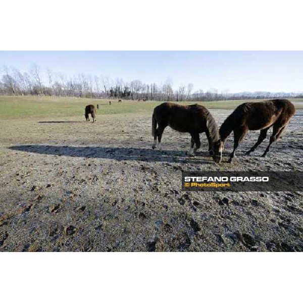 yearlings in the paddocks of Biasuzzi Stud Colloredo di Monte Albano (Ud), 24th jan. 2008 ph. Stefano Grasso