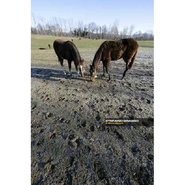 yearlings in the paddocks of Biasuzzi Stud Colloredo di Monte Albano (Ud), 24th jan. 2008 ph. Stefano Grasso