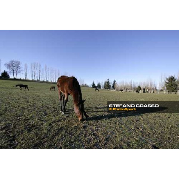 yearlings in the paddocks of Biasuzzi Stud Colloredo di Monte Albano (Ud), 24th jan. 2008 ph. Stefano Grasso