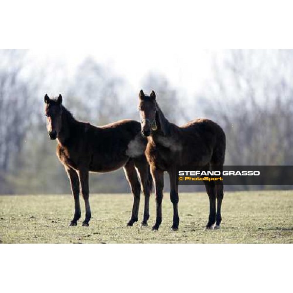 yearlings in the paddocks of Biasuzzi Stud Colloredo di Monte Albano (Ud), 24th jan. 2008 ph. Stefano Grasso