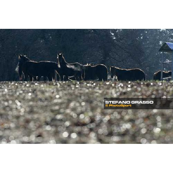 yearlings in the paddocks of Biasuzzi Stud Colloredo di Monte Albano (Ud), 24th jan. 2008 ph. Stefano Grasso