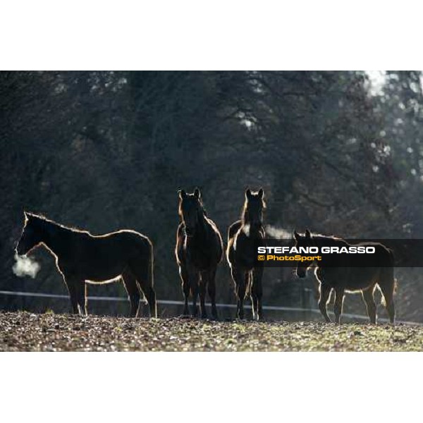 yearlings in the paddocks of Biasuzzi Stud Colloredo di Monte Albano (Ud), 24th jan. 2008 ph. Stefano Grasso