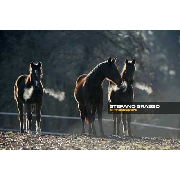 yearlings in the paddocks of Biasuzzi Stud Colloredo di Monte Albano (Ud), 24th jan. 2008 ph. Stefano Grasso