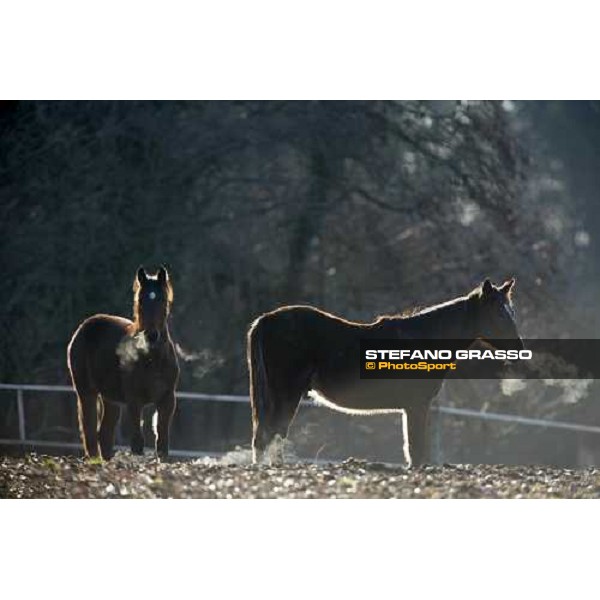 yearlings in the paddocks of Biasuzzi Stud Colloredo di Monte Albano (Ud), 24th jan. 2008 ph. Stefano Grasso