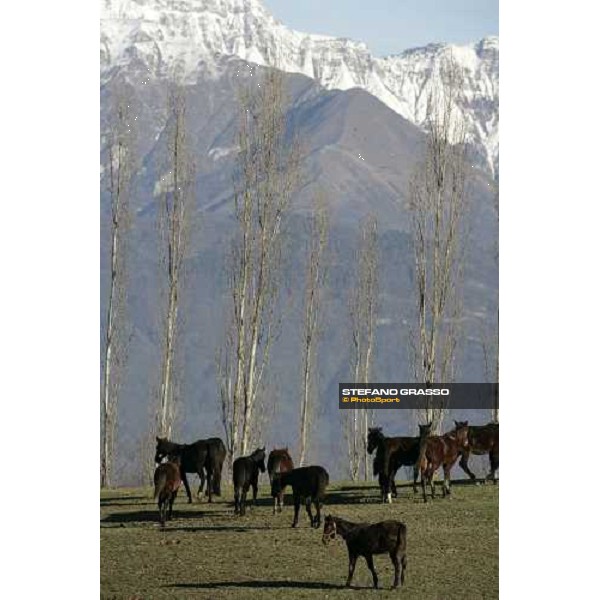 yearlings in the paddocks of Biasuzzi Stud Colloredo di Monte Albano (Ud), 24th jan. 2008 ph. Stefano Grasso