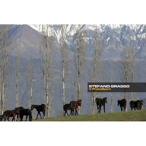 yearlings in the paddocks of Biasuzzi Stud Colloredo di Monte Albano (Ud), 24th jan. 2008 ph. Stefano Grasso