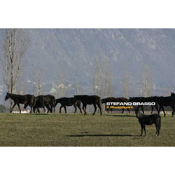 yearlings in the paddocks of Biasuzzi Stud Colloredo di Monte Albano (Ud), 24th jan. 2008 ph. Stefano Grasso