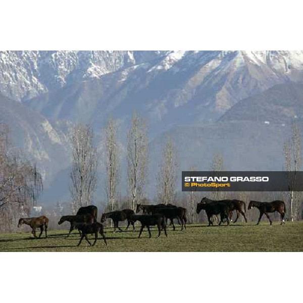 yearlings in the paddocks of Biasuzzi Stud Colloredo di Monte Albano (Ud), 24th jan. 2008 ph. Stefano Grasso