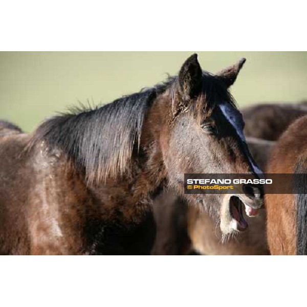 yearlings in the paddocks of Biasuzzi Stud Colloredo di Monte Albano (Ud), 24th jan. 2008 ph. Stefano Grasso