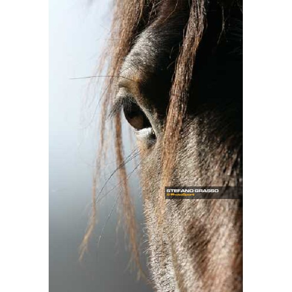 close up for a yearling in the paddocks of Biasuzzi Stud Colloredo di Monte Albano (Ud), 24th jan. 2008 ph. Stefano Grasso