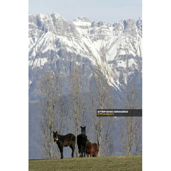 yearlings in the paddocks of Biasuzzi Stud Colloredo di Monte Albano (Ud), 24th jan. 2008 ph. Stefano Grasso