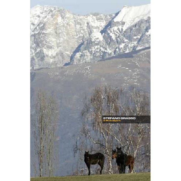 yearlings in the paddocks of Biasuzzi Stud Colloredo di Monte Albano (Ud), 24th jan. 2008 ph. Stefano Grasso