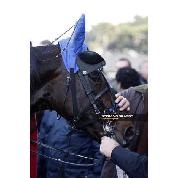 close up for Improve As winner of Prix du Luxembourg Paris Vincennes, 26th jan. 2008 ph. Stefano Grasso