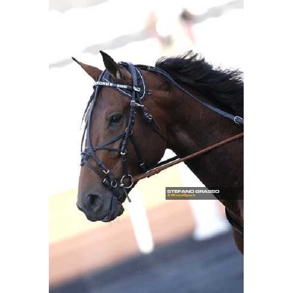 close up for Glen Kronos before the start of Prix du Luxembourg Paris Vincennes, 26th jan. 2008 ph. Stefano Grasso