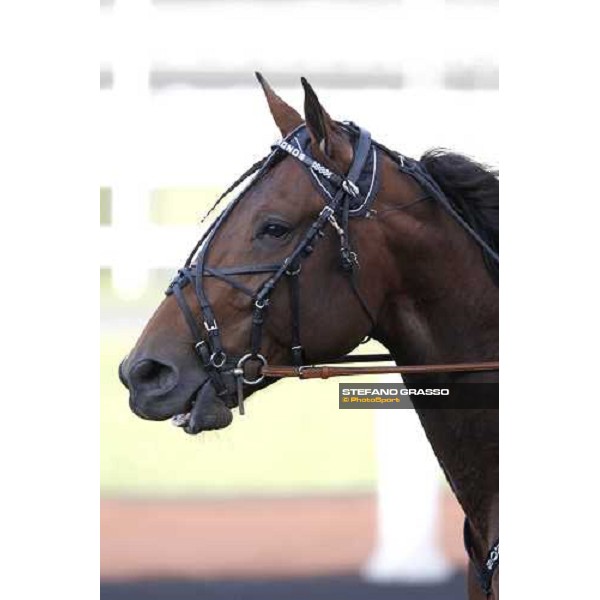 close up for Glen Kronos before the start of Prix du Luxembourg Paris Vincennes, 26th jan. 2008 ph. Stefano Grasso