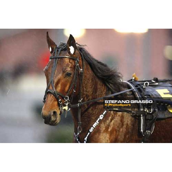 close up for Iglesias winner of Gran Premio Firenze Firenze, 3rd febr. 2008 ph. Stefano Grasso
