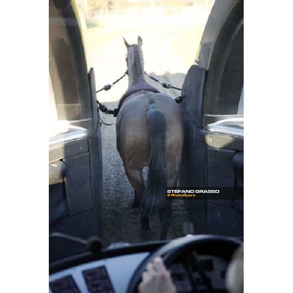 a view of the horse from the new Kurt Equine trainingsystems car at Parkwood Stud Oxford, 11th february 2008 ph. Stefano Grasso