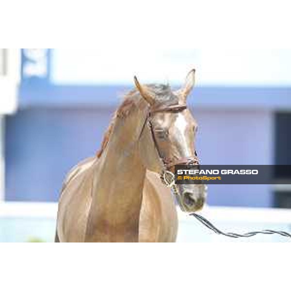 LGCT of Shanghai - Vet check - Don VHP Z - Shanghai, - 19 April 2018 - ph.Stefano Grasso/LGCT