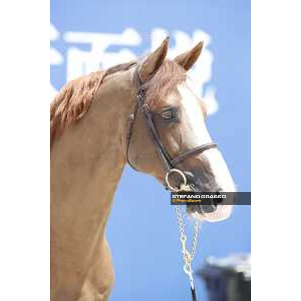 LGCT of Shanghai - Vet check - Halifax vh. Kluizebos - Shanghai, - 19 April 2018 - ph.Stefano Grasso/LGCT