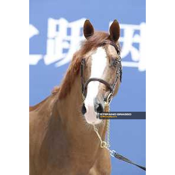 LGCT of Shanghai - Vet check - Halifax vh. Kluizebos - Shanghai, - 19 April 2018 - ph.Stefano Grasso/LGCT