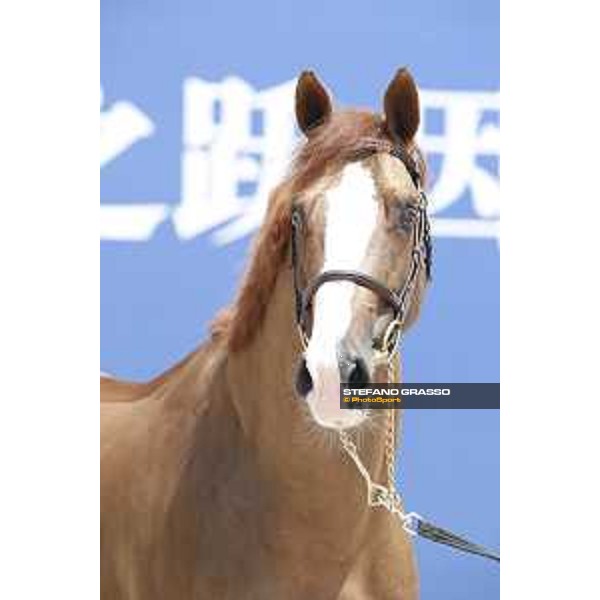 LGCT of Shanghai - Vet check - Halifax vh. Kluizebos - Shanghai, - 19 April 2018 - ph.Stefano Grasso/LGCT