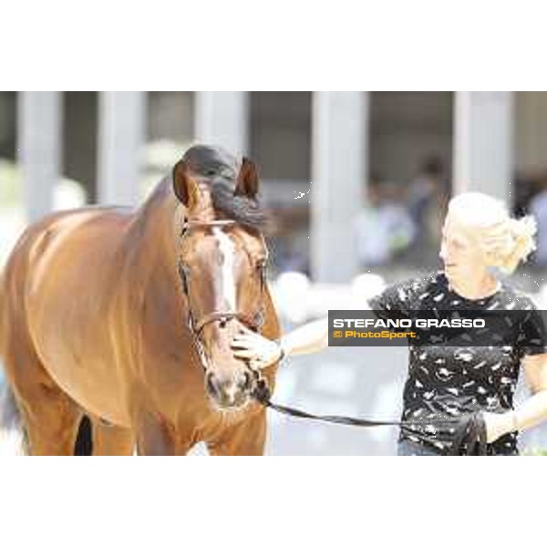 LGCT of Shanghai - Vet check - Gilijandro van den Bosrand - Shanghai, - 19 April 2018 - ph.Stefano Grasso/LGCT