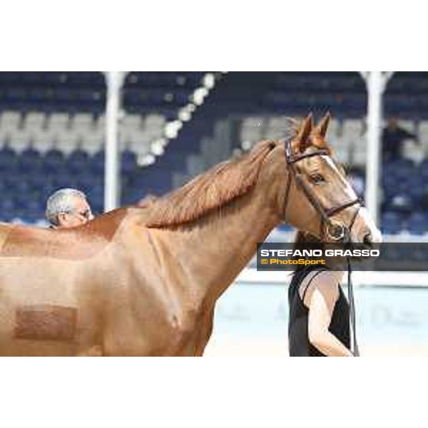 LGCT of Shanghai - Vet check - - Shanghai, - 19 April 2018 - ph.Stefano Grasso/LGCT