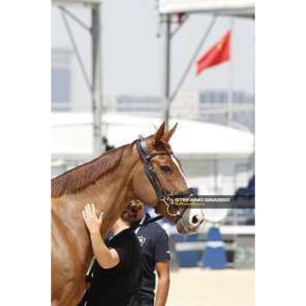 LGCT of Shanghai - Vet check - Fair Light van\'t Heike - Shanghai, - 19 April 2018 - ph.Stefano Grasso/LGCT