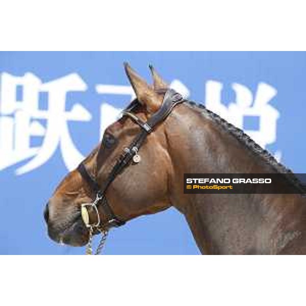 LGCT of Shanghai - Vet check - Inca Boy Van T Vianahof - Shanghai, - 19 April 2018 - ph.Stefano Grasso/LGCT