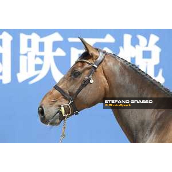 LGCT of Shanghai - Vet check - Inca Boy Van T Vianahof - Shanghai, - 19 April 2018 - ph.Stefano Grasso/LGCT