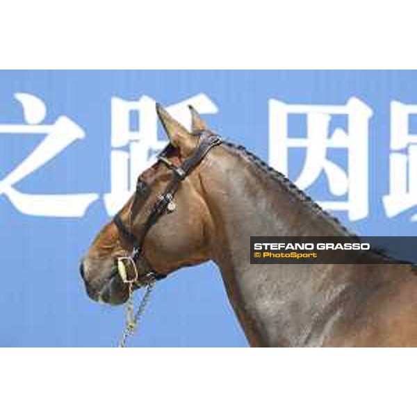 LGCT of Shanghai - Vet check - Inca Boy Van T Vianahof - Shanghai, - 19 April 2018 - ph.Stefano Grasso/LGCT
