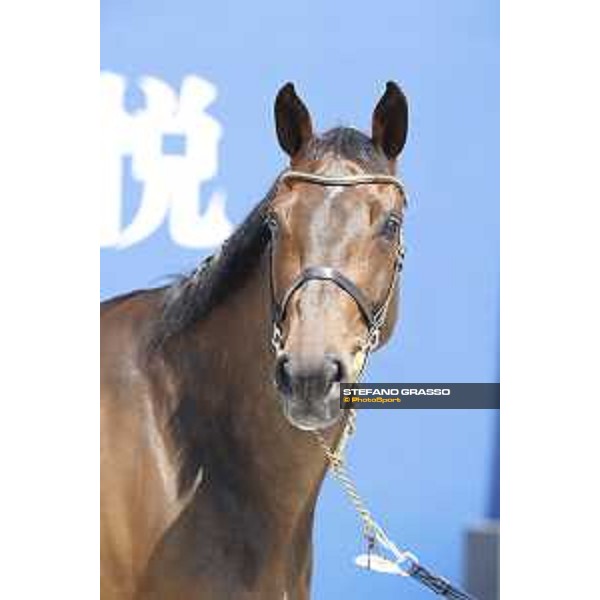 LGCT of Shanghai - Vet check - Inca Boy Van T Vianahof - Shanghai, - 19 April 2018 - ph.Stefano Grasso/LGCT
