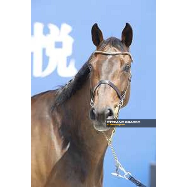 LGCT of Shanghai - Vet check - Inca Boy Van T Vianahof - Shanghai, - 19 April 2018 - ph.Stefano Grasso/LGCT