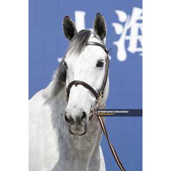 LGCT of Shanghai - Vet check - CSF Vendi Cruz - Shanghai, - 19 April 2018 - ph.Stefano Grasso/LGCT