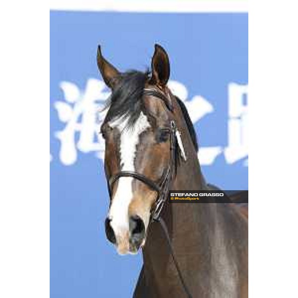 LGCT of Shanghai - Vet check - Hello Shelby - Shanghai, - 19 April 2018 - ph.Stefano Grasso/LGCT