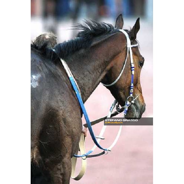Blu Santillana comes back to the stable after winning the LVIII Gran Corsa Siepi di Roma Rome Capannelle, 17th february 2008 ph. Stefano Grasso