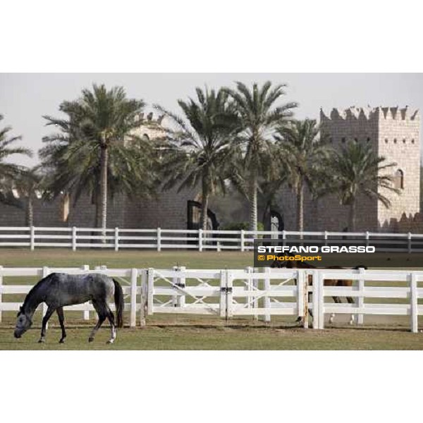 Al Shahania Farm Doha, 27th february 2008 ph. Stefano Grasso