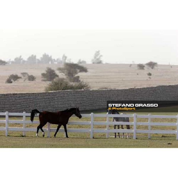 Al Shahania Farm Doha, 27th february 2008 ph. Stefano Grasso