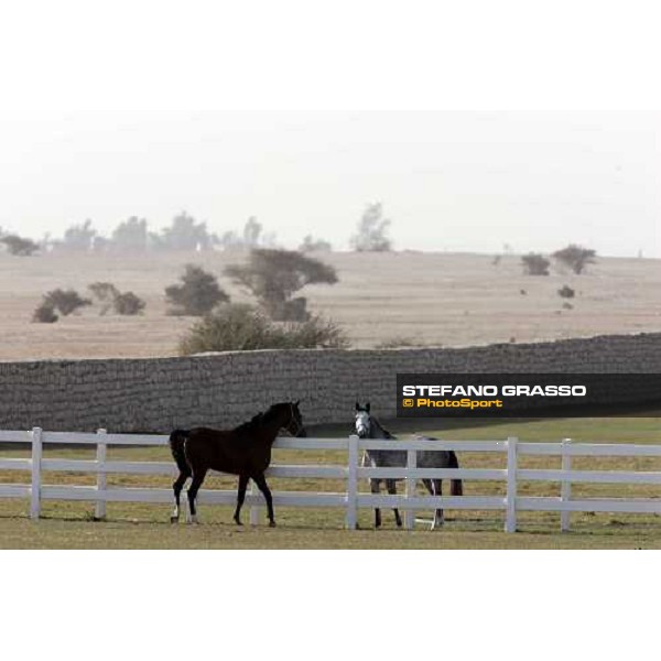 Al Shahania Farm Doha, 27th february 2008 ph. Stefano Grasso