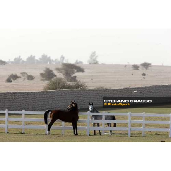 Al Shahania Farm Doha, 27th february 2008 ph. Stefano Grasso