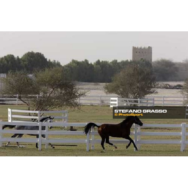 Al Shahania Farm Doha, 27th february 2008 ph. Stefano Grasso