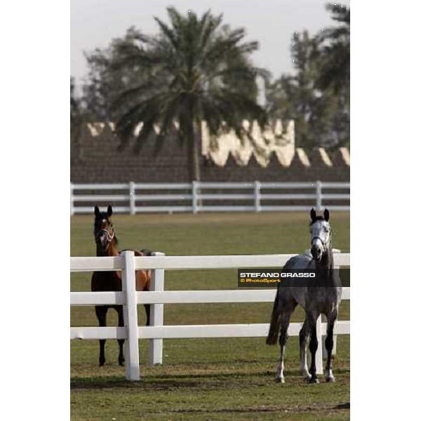 Al Shahania Farm Doha, 27th february 2008 ph. Stefano Grasso