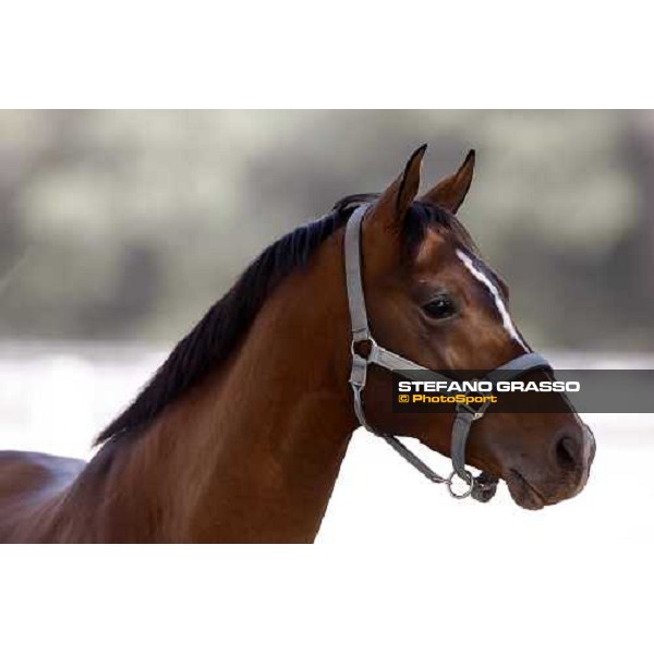 Al Shahania Farm Doha, 27th february 2008 ph. Stefano Grasso