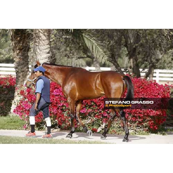 Al Shahania Farm Doha, 27th february 2008 ph. Stefano Grasso